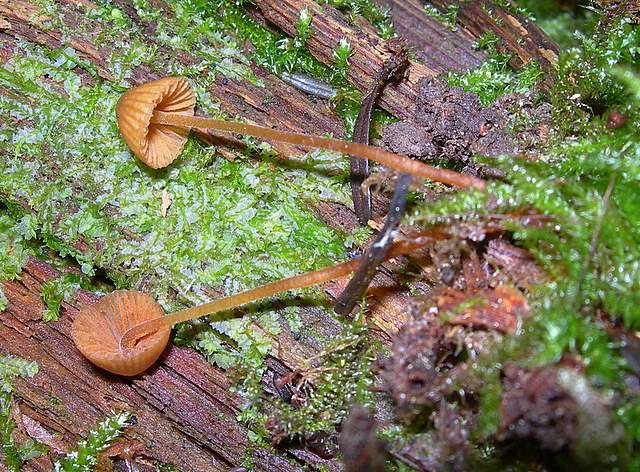 La Flora fungina negli aspetti microclimatici subtropicali